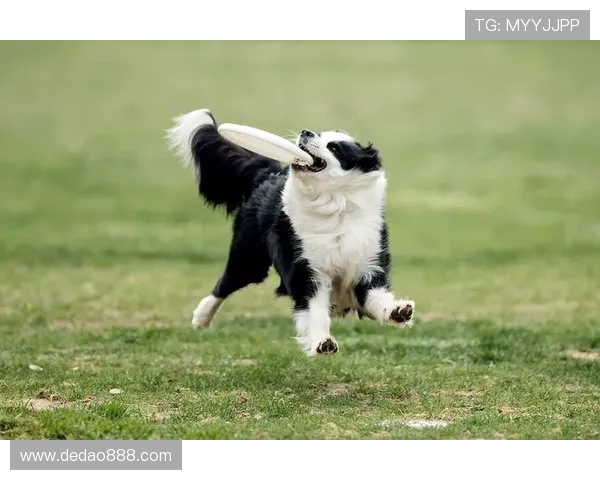 武汉飞盘队在极限运动世界杯中的技术表现分析与点评 武汉飞盘队在极限运动世界杯中的技术表现分析与点评