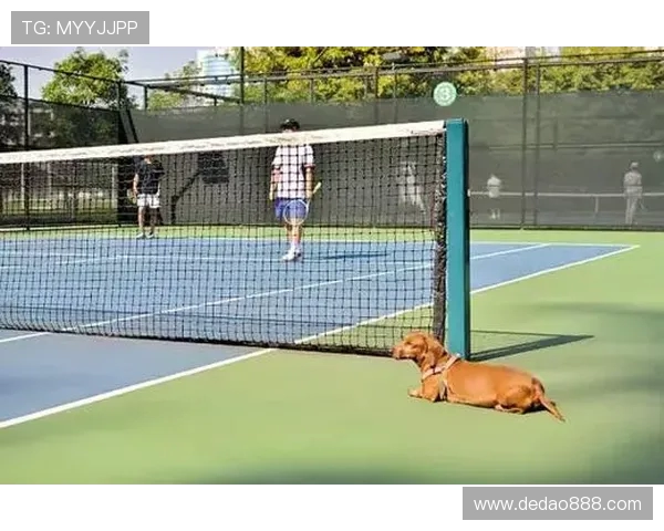 深入探讨北京网球队技术表现的数据分析与提升策略 深入探讨北京网球队技术表现的数据分析与提升策略